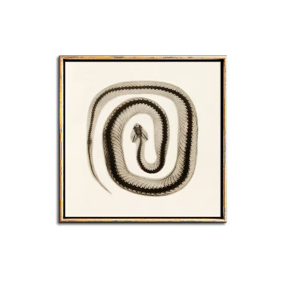 Snake Wall Art Downloadable Prints, Vintage Science Illustration Digital Download | Etsy (US)