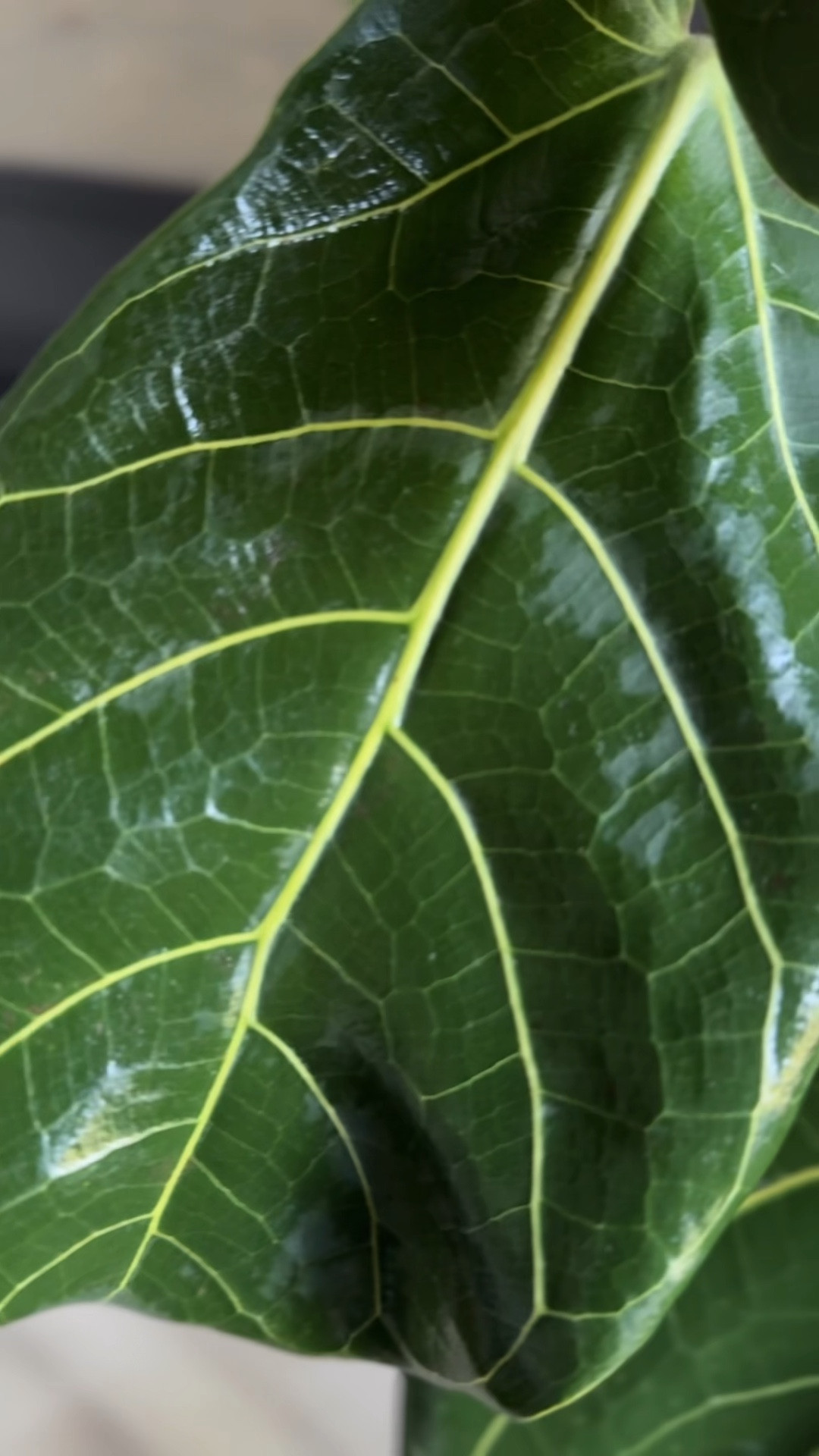 Fiddle Leaf Fig Essentials!  #fiddleleaffig #plants #planthelp

#LTKVideo