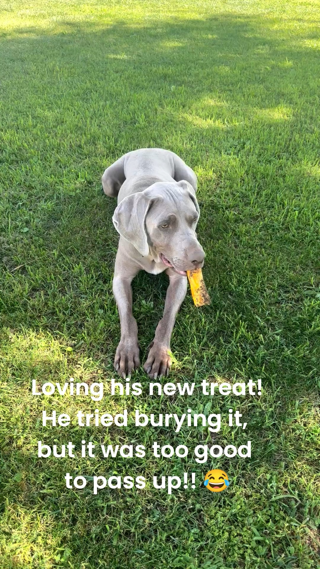 My dog Griffey is loving his new grilled cheese flavored no-hide treats! He tried burying it, but it was too good to pass up! We will definitely be sticking up on these healthy treats!! 🧀❤️ Weimaraner approved!  😂

#LTKdayinmylife #LTKstorytime #LTKKids