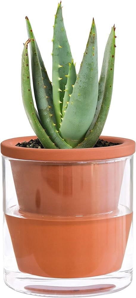 D'vine Dev 4 Inch Design Self Watering Pot for Indoor Plants, Terracotta Planter with Cylinder Gl... | Amazon (US)