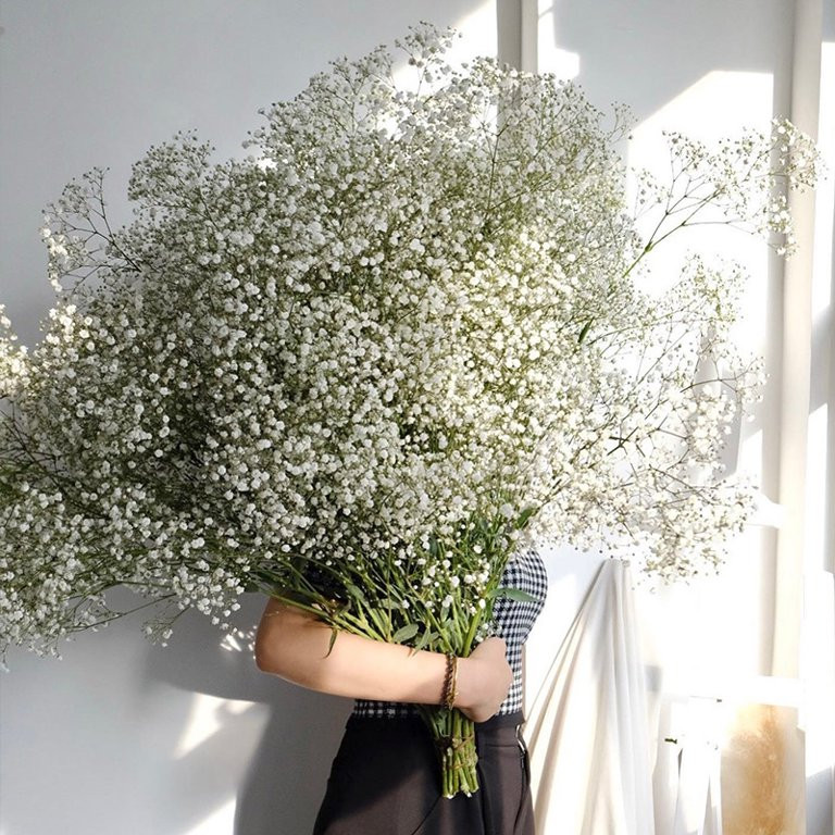 White Natural Dried Gypsophila Baby's Breath Dried Flowers Gypsophila Arrangement Home Decoration... | Walmart (US)