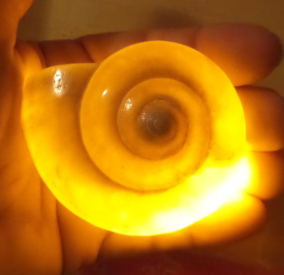 Beautiful Amber Ursula Light up Necklace Real Sea Shell | Etsy | Etsy (US)