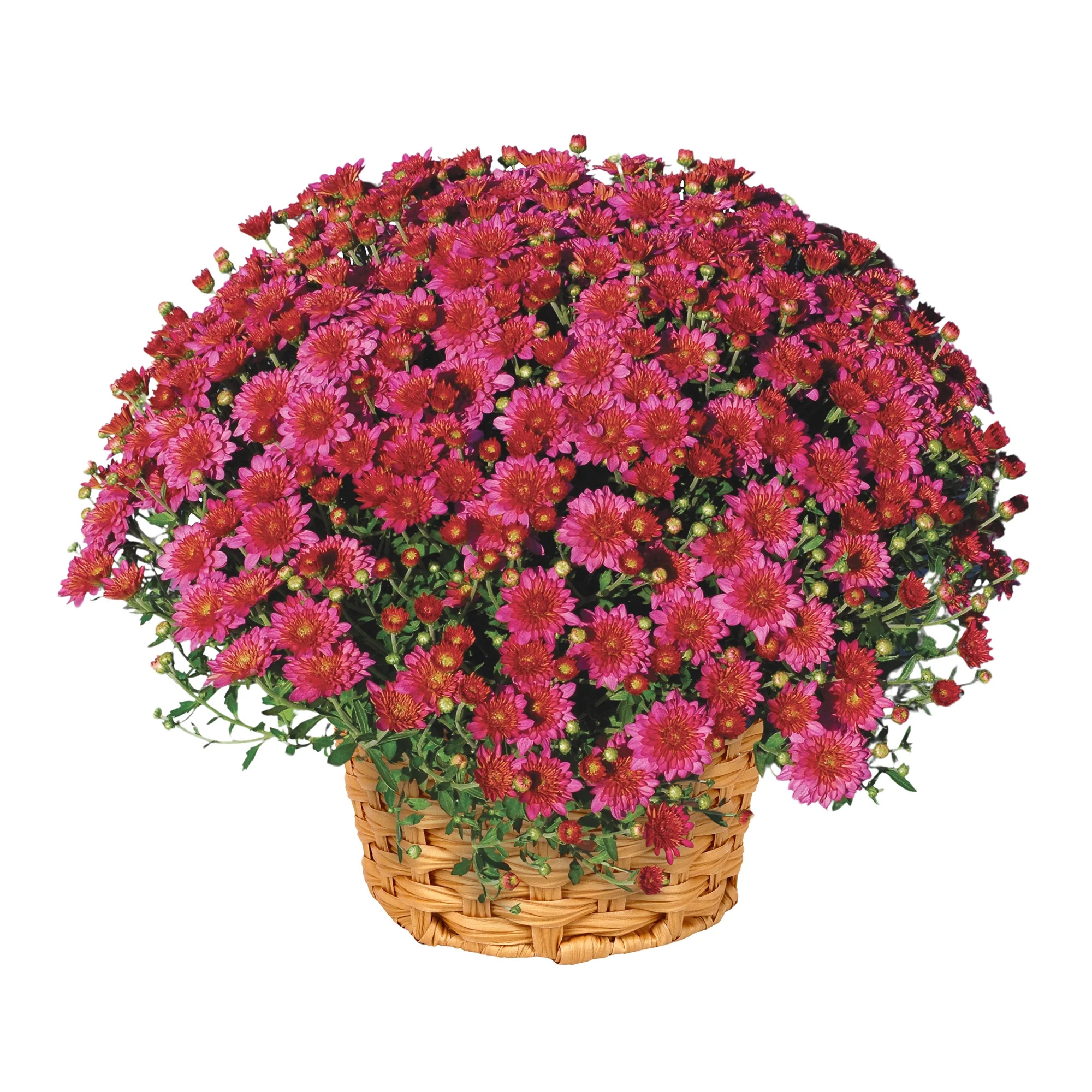Better Homes & Gardens Classic White Mums Live Plant Garden in 12 in Fall Basket Planter | Walmart (US)