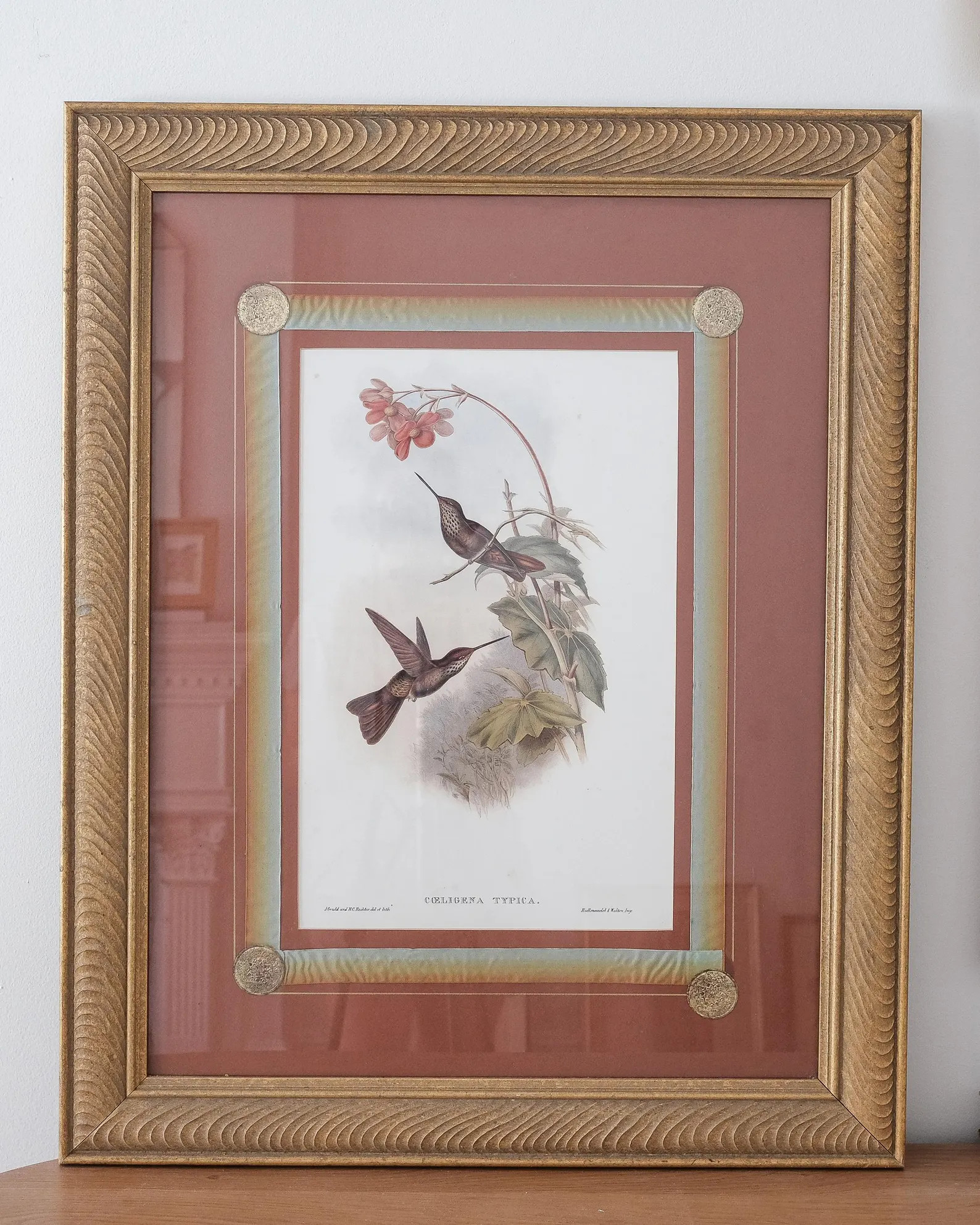 J. Gould & H. C. Richter: "coeligena Purpurea" Lithograph, Vintage Gould Hummingbird Print, Vinta... | Etsy (US)