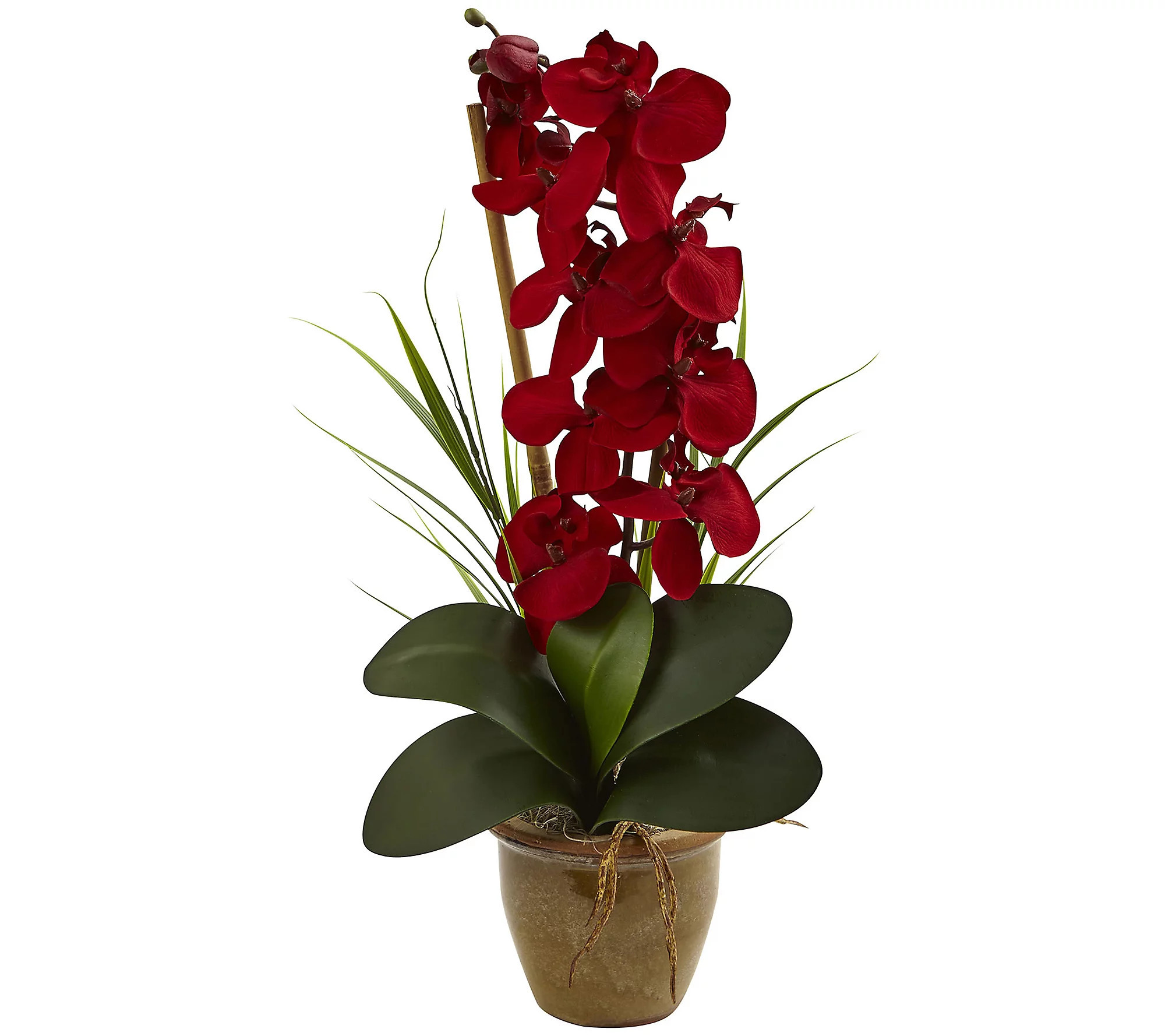 Seasonal Phalaenopsis Orchid Arrangement by Nea rly Natural | QVC