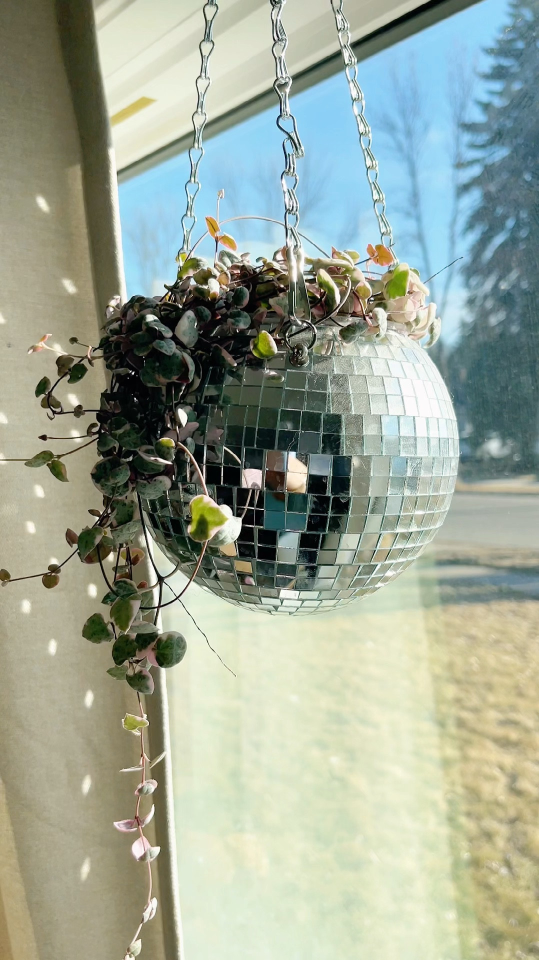 In dawn's embrace, the disco ball gleams,
A planter of dreams in morning beams.
Reflecting hues of the waking day,
In its dance, nature finds its own way.
A garden of rhythm, where life takes flight.

#planter #plants #amazonfinds 

#LTKhome #LTKfindsunder100 #LTKfindsunder50
