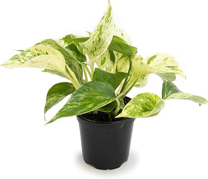 Marble Queen Pothos Plant in 4 Inch Planter Pot for Plants, Low Light Plants Live Houseplants, Po... | Amazon (US)