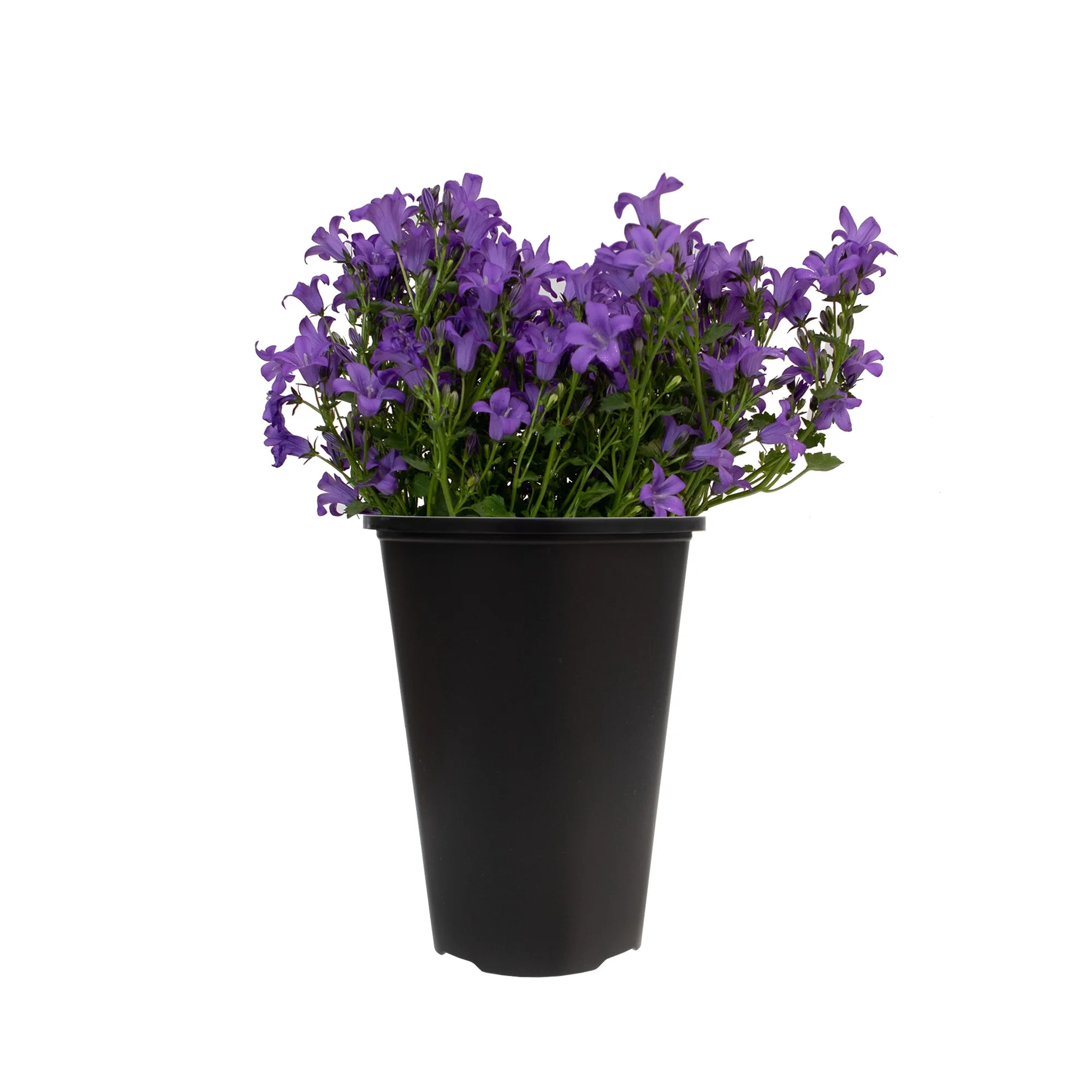 Expert Gardener Blue 2QT Campanula Catharina, Live Plants Full Sun | Walmart (US)