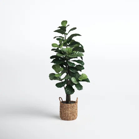 Fiddle Leaf Fig Tree with Basket | Joss & Main | Wayfair North America