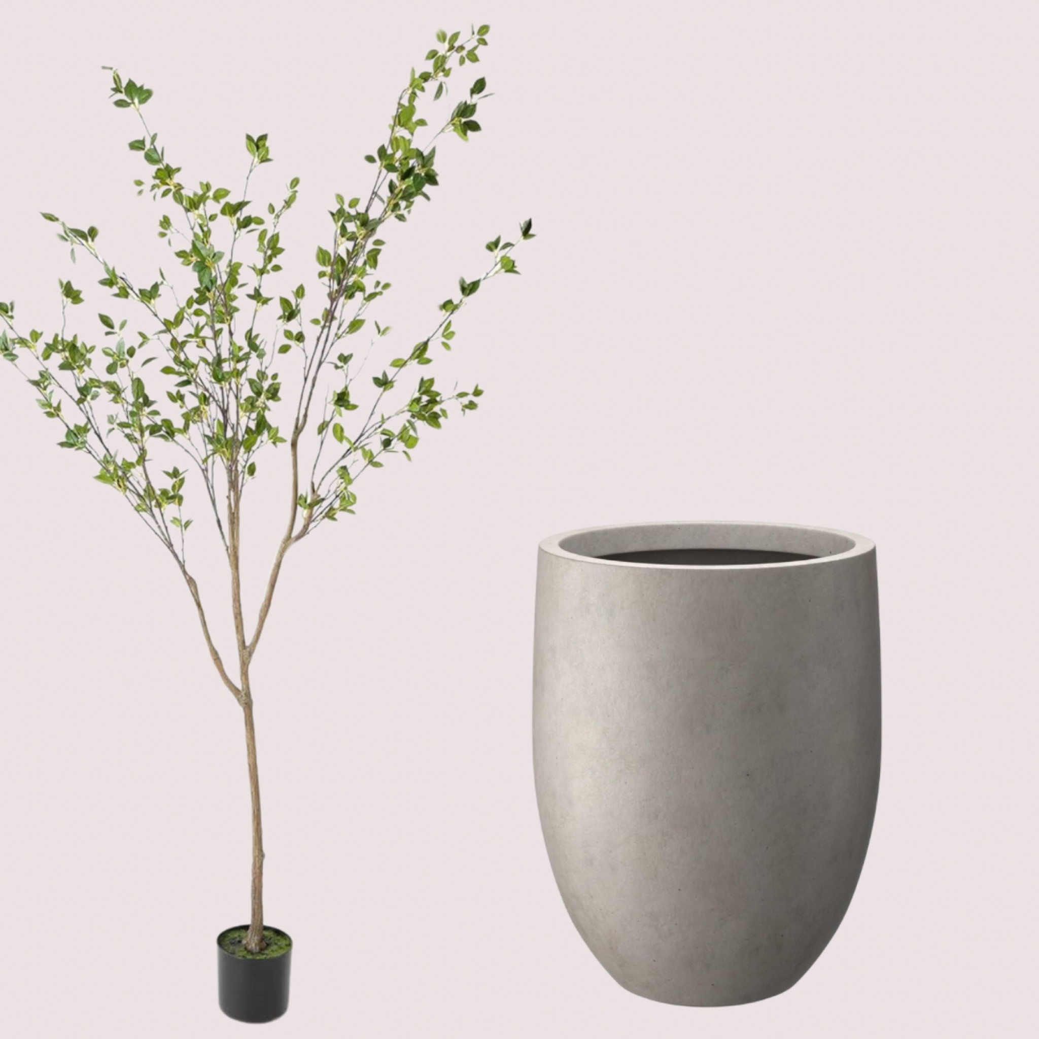Amazon Citrus Tree and Concrete Pot 
