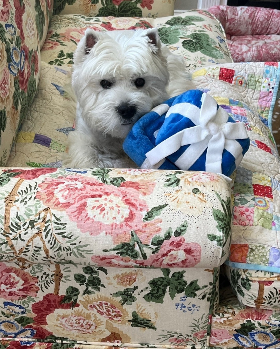 Everyone loves the little blue box - your dog will too! Wellie loves these dog toys that have an extra toy inside. Couldn’t find his exact blue box but several similar ones are linked - he also has the polka dotted one I added and it’s one of his faves! 
Love these sprinkled under the tree with everyone else’s presents!

#LTKHoliday #LTKSeasonal #LTKGiftGuide