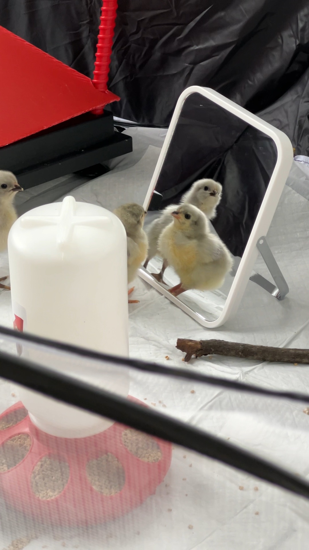 Everything we’ve bought for the chicks so far!! 

Chick brooder, chick care, chickens, chick must haves, chick essentials

#LTKHome #LTKmomlife #LTKdayinmylife