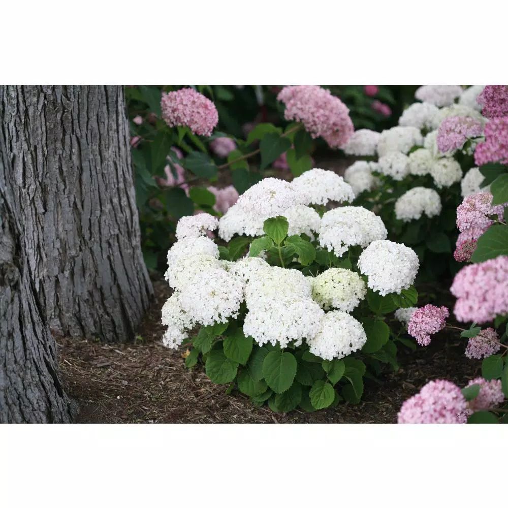 PROVEN WINNERS Invincibelle Wee White Smooth Hydrangea Live Shrub White Flowers 4.5 in. Qt.-HYDPR... | The Home Depot