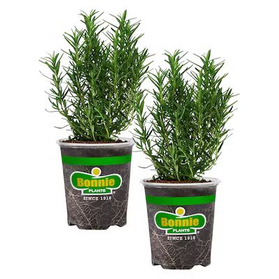 Bonnie Plants Rosemary in 2-Pack Pot | Lowe's