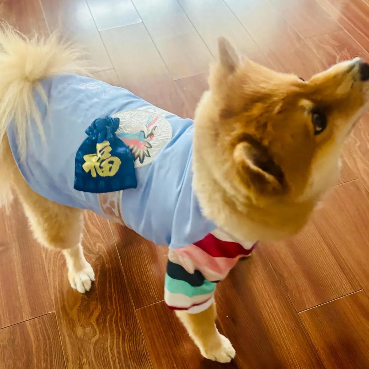 Hanbok Style Dog Outfit – Traditional Korean Pet Clothes | Etsy (US)