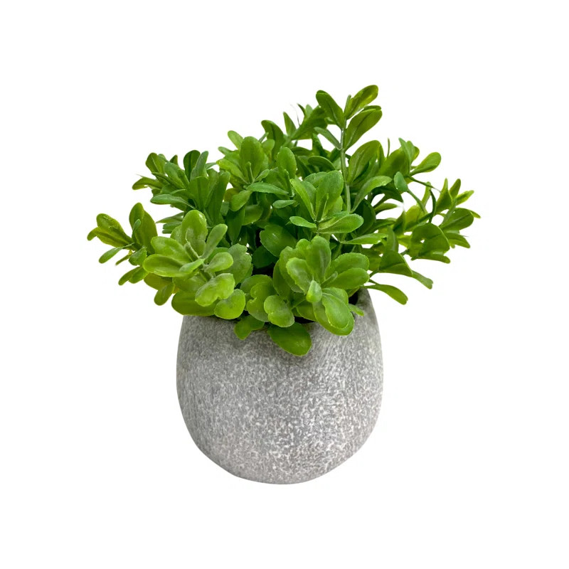 6.5'' Faux Boxwood Plant in Ceramic Pot | Wayfair Professional