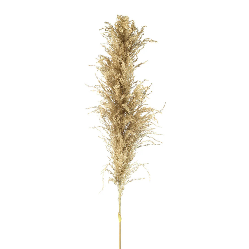 Olivia's Pampas Grass Natural | Olivia's