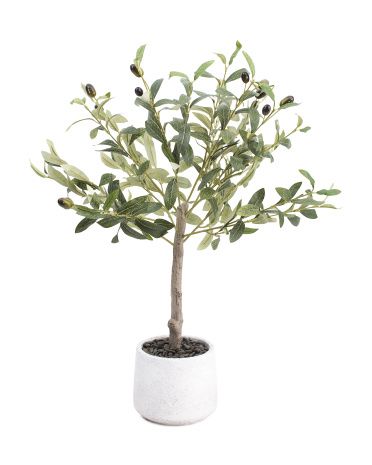 2ft Olive Tree In Stone Pot | TJ Maxx