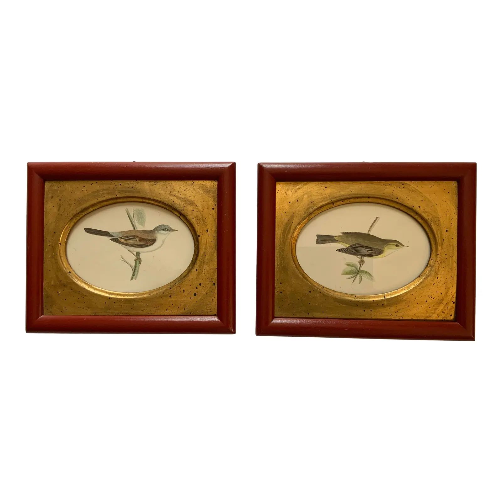 Late 19th Century Italian Hand Colored Bird Etchings, Framed - a Pair | Chairish