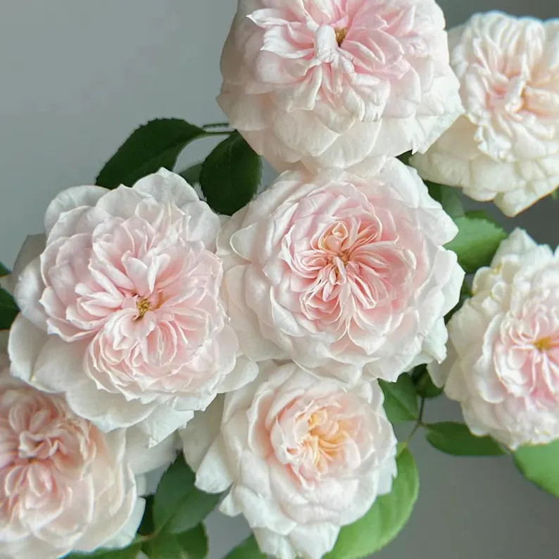 Sabrina – Fragrant Apricot-white French Climbing Rose (own Root) - Etsy | Etsy (US)