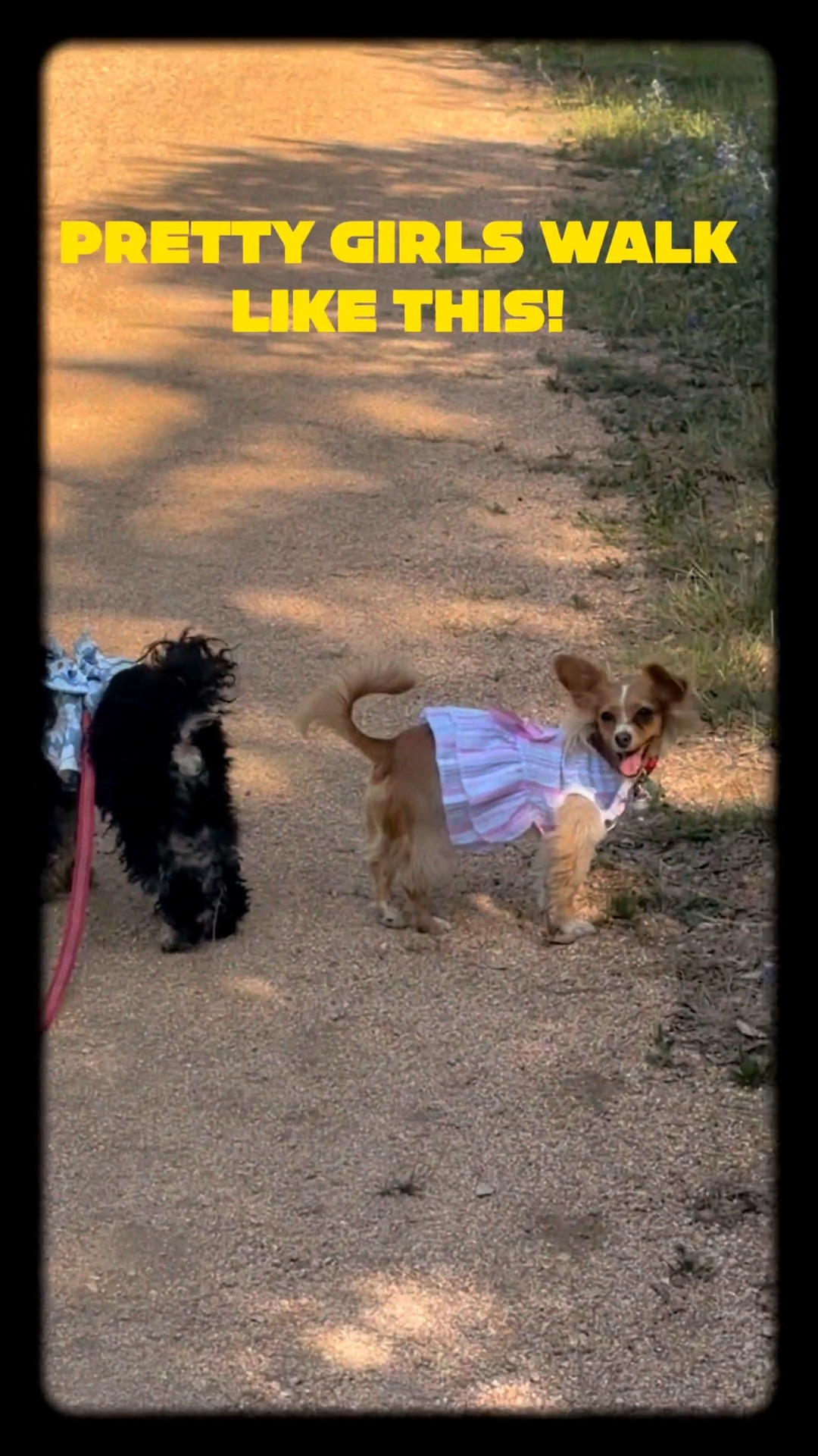 ATX SMALL DOGS energy but make it ✨styled✨ 🐾
Everyone’s always asking where I get the cutest outfits + essentials for our walks

I linked all my favorites for small pups on my LTK 💕
Come get your baby ready for the next meetup
.

I curated the cutest collection of small dog must-haves from fashion to everyday essentials

#LTKvlog #LTKSaleAlert #LTKdayinmylife