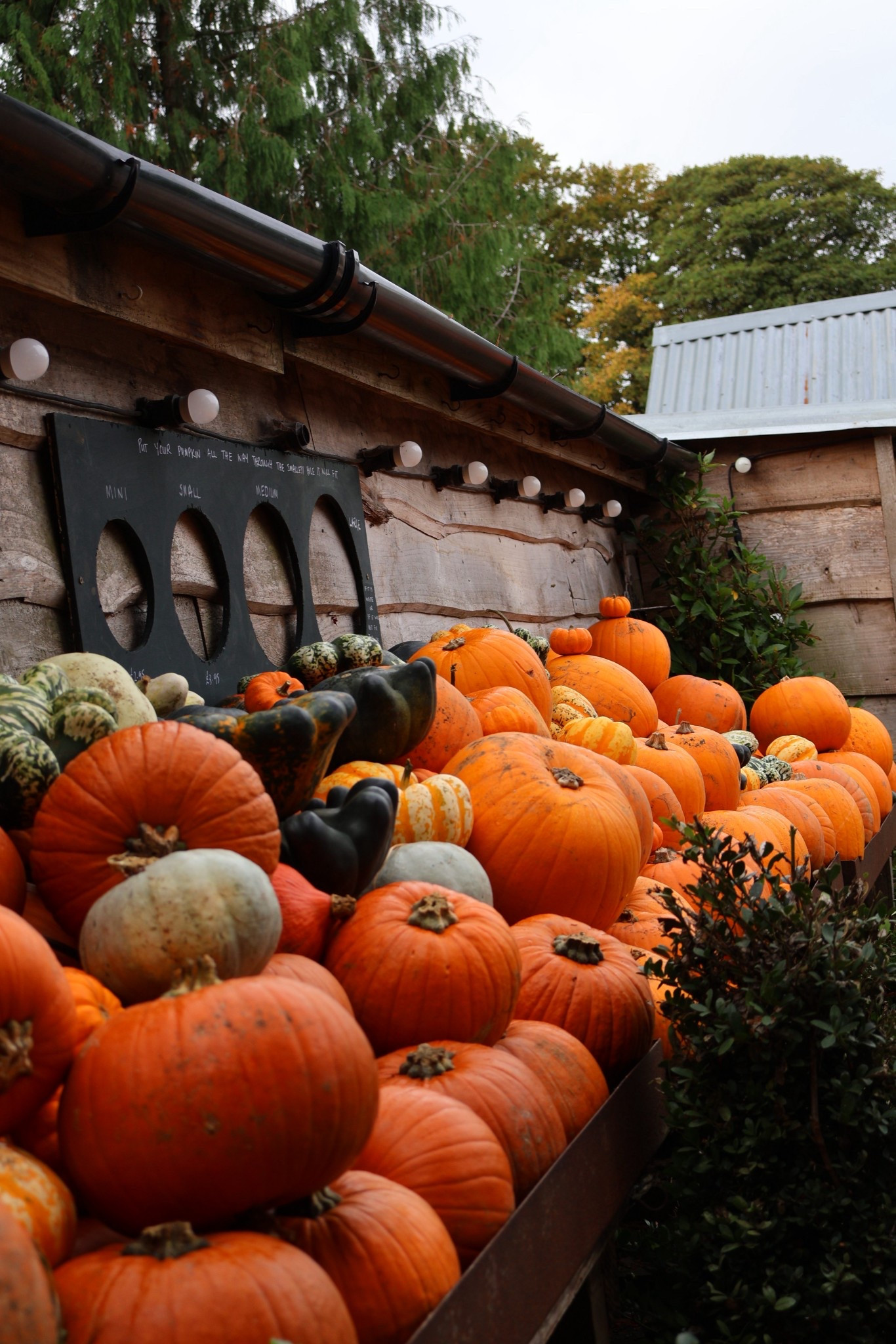 Canon Eos 50 takes incredible photos. It’s a must.  