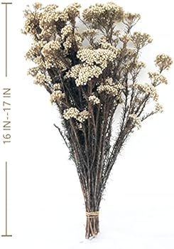 Amazon.com: Caiyun Manor Natural Millet Flowers Dried Bouquet for Home and Wedding Decoration (Go... | Amazon (US)