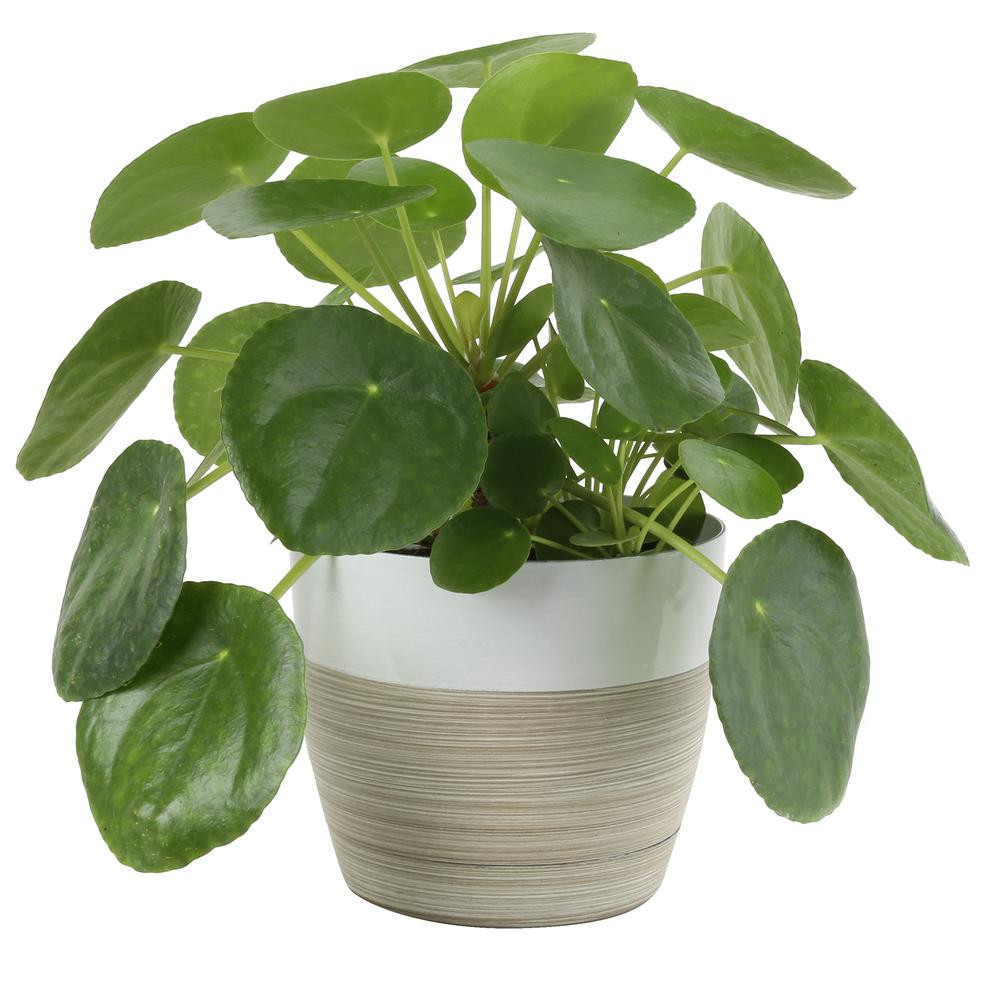 Costa Farms Pilea Peperomioides Sharing Plant in 6 in. Contemporary Planter | The Home Depot