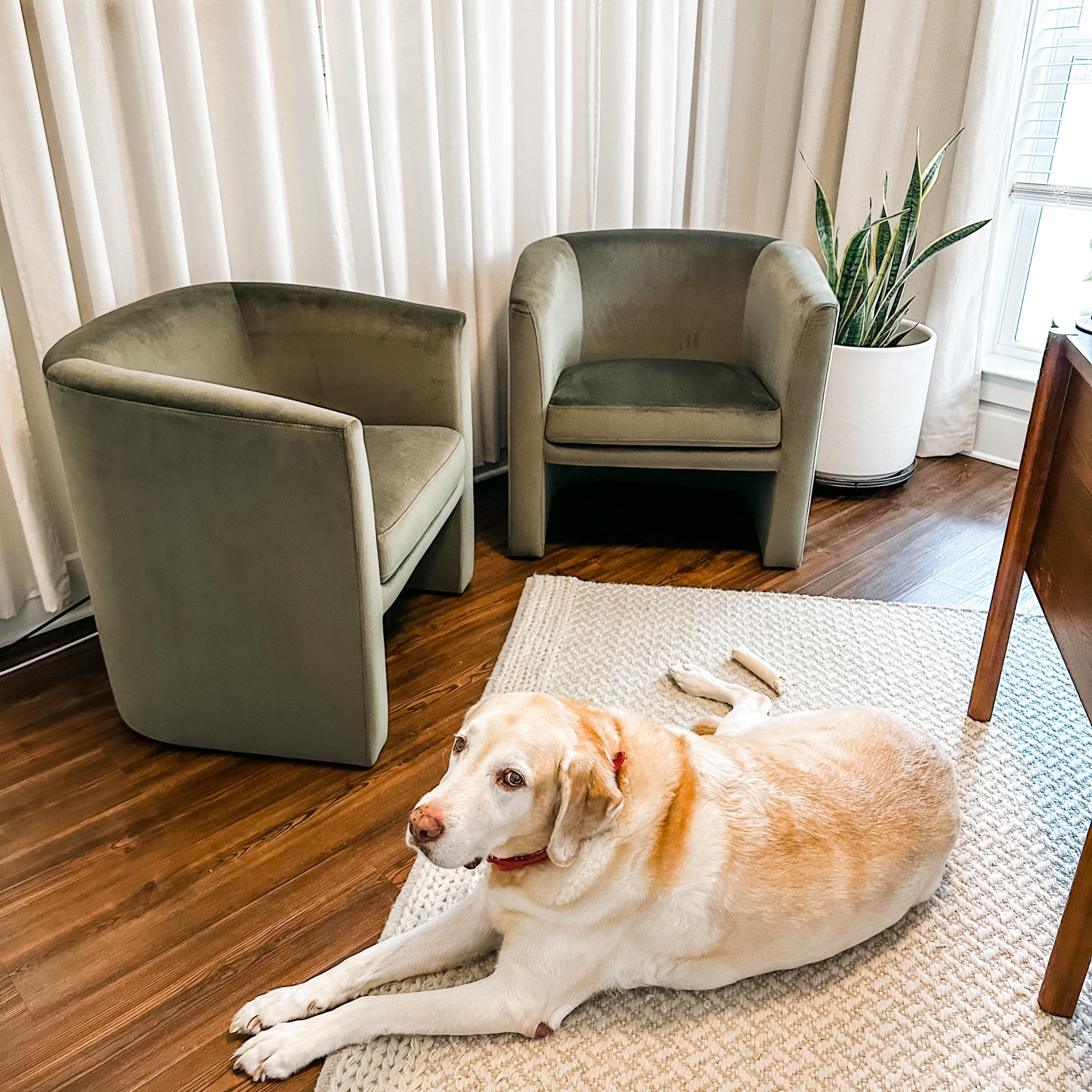 Kate Waldo + Co. HQ 
Olive green velvet chairs and walnut cane desk. Snake plant in large white clay planter on rolling base  

#LTKworkwear #LTKhome