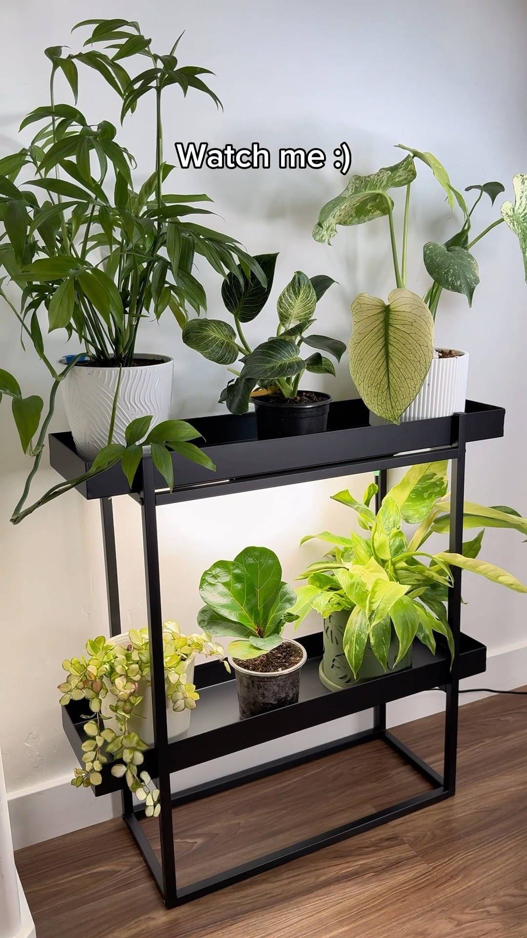 Plant shelf + light 

#LTKU #LTKHome