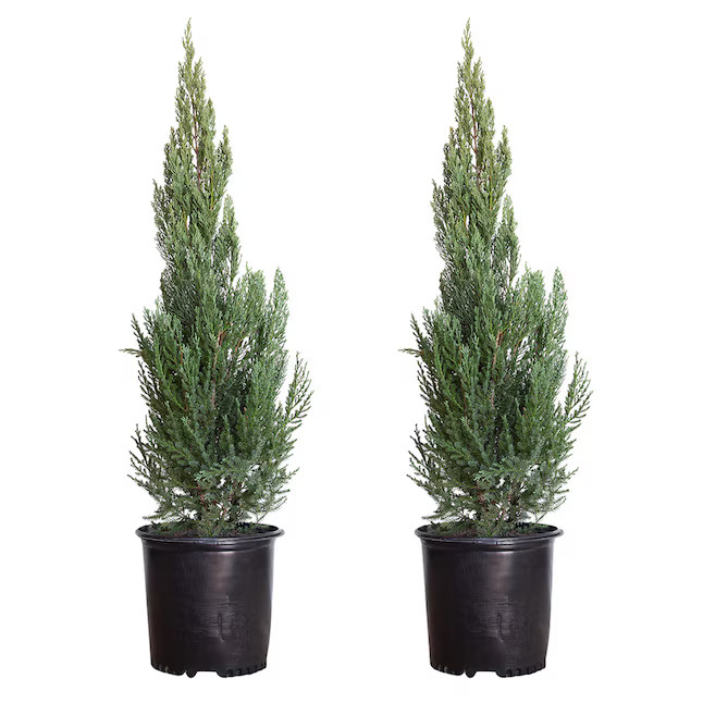 Flowerwood 2.5 -Gallon Screening Blue Point Juniper (2 Pack) In pot (with soil) | Lowe's