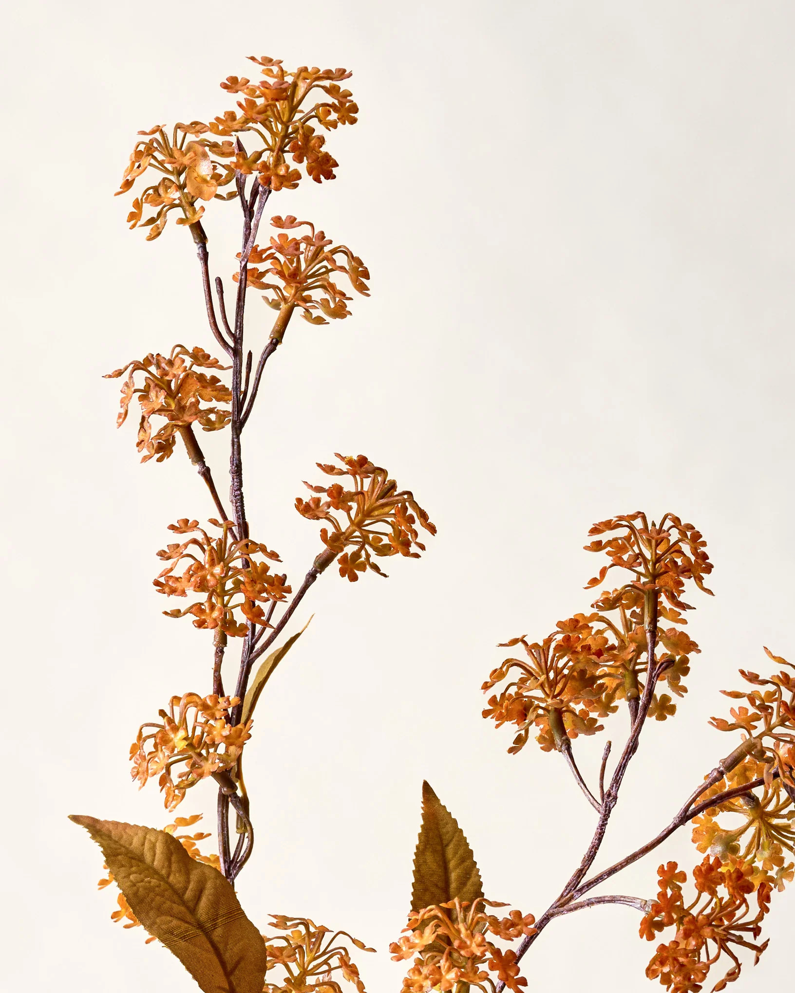 Elderberry Stem | Magnolia