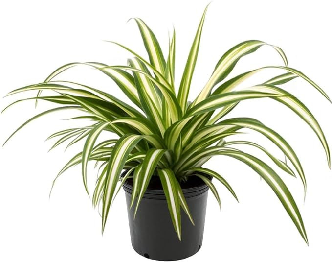 American Plant Exchange Spider Plant Easy Care Live, 6" Pot, Indoor/Outdoor Air Purifier | Amazon (US)