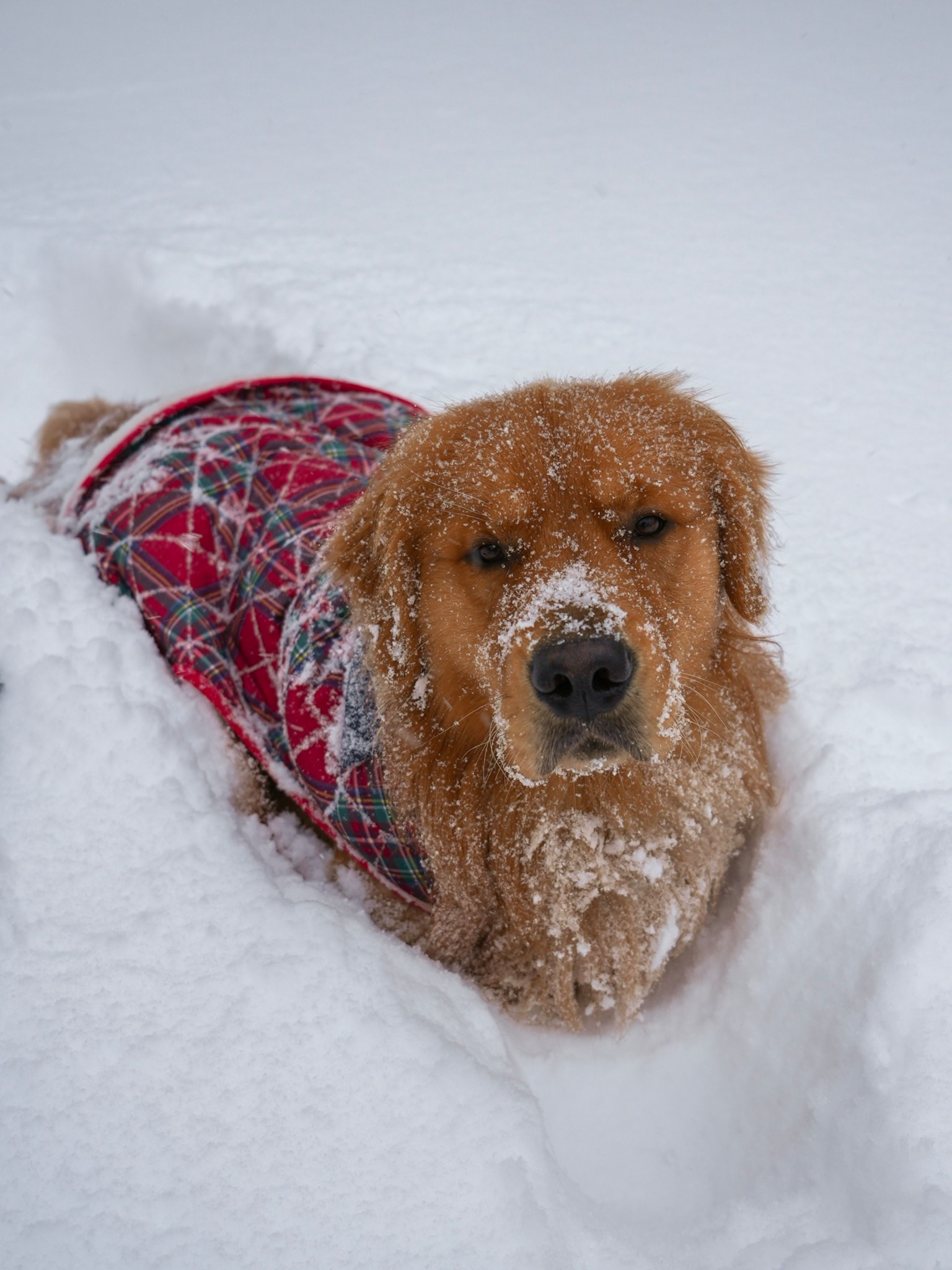 Beau’s cute winter coat! he’s 75lb and has the XL size (it’s a little big on him but better too big than too small!)

#LTKSeasonal