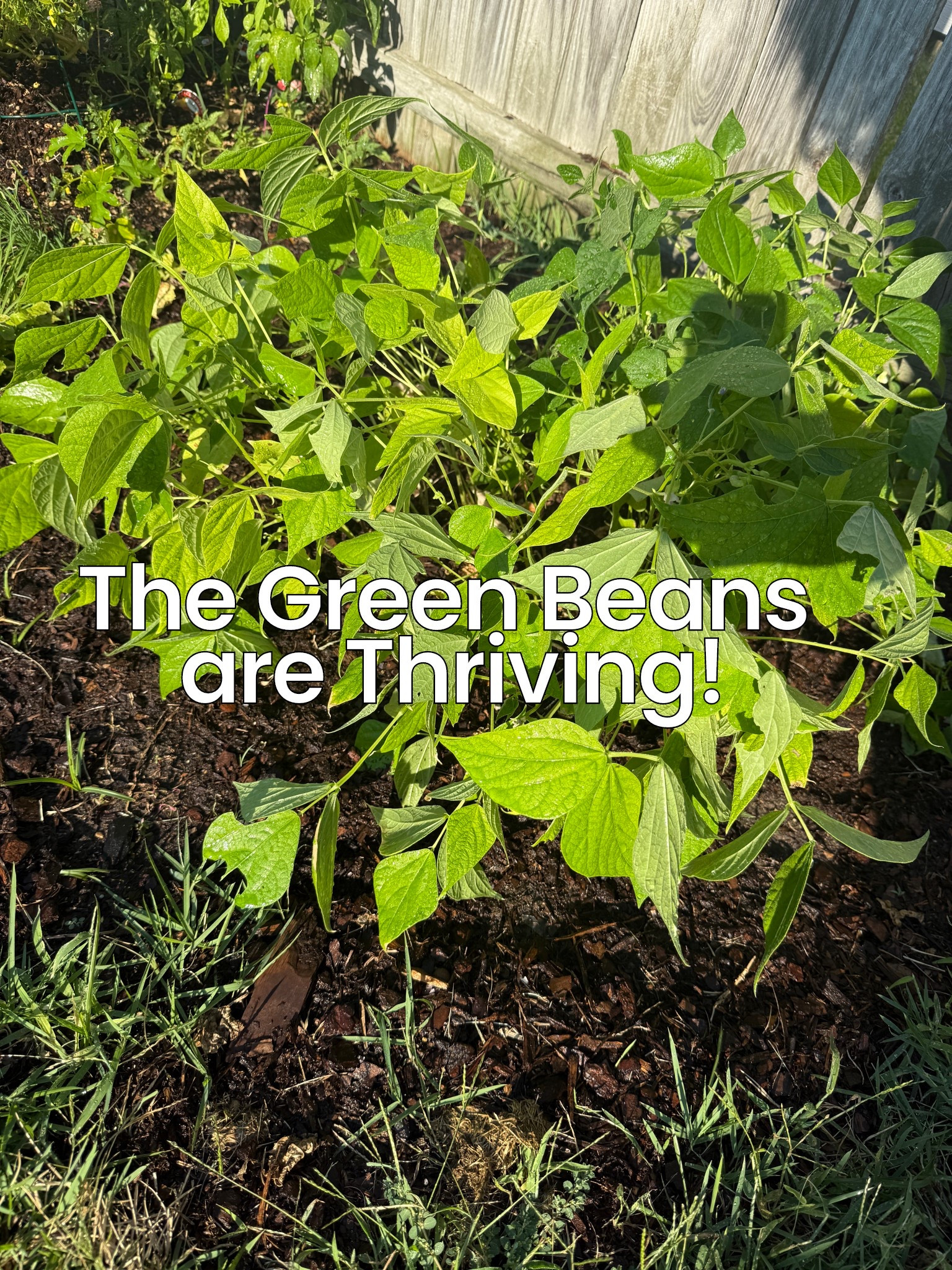 Remember those green beans I posted awhile back?  Well, here they are now😍  they’re the Blue Lake Bush Green and I linked them here for you!!💗

#greenbeans #gardening #gardenseeds #simplymadisynn 

#LTKFindsUnder50 #LTKHome
