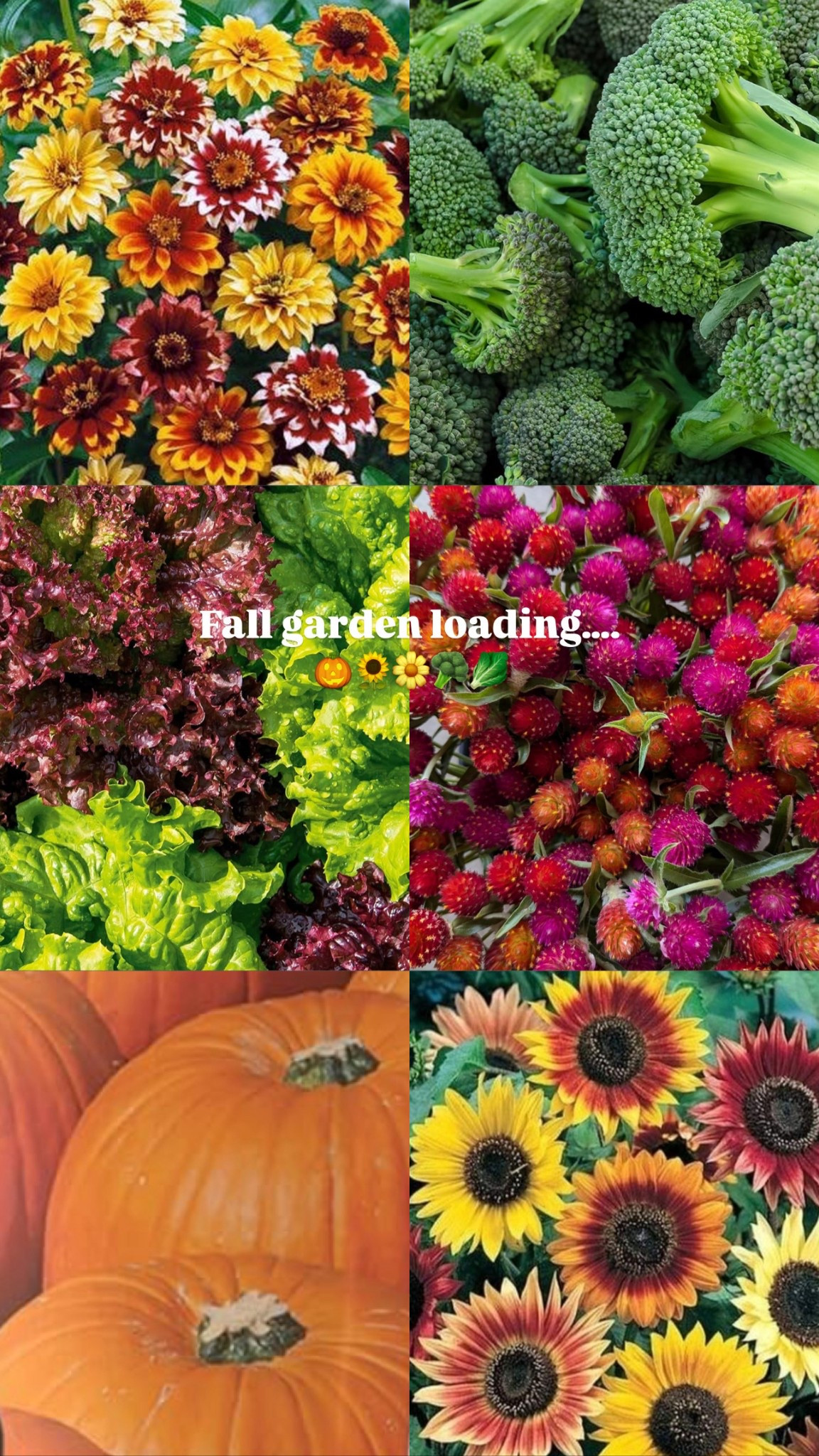 Here’s what I’m planting in my fall garden...