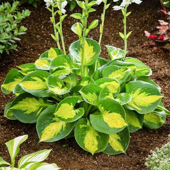 Sunset Grooves Hosta | Brecks Premium Bulbs | Brecks