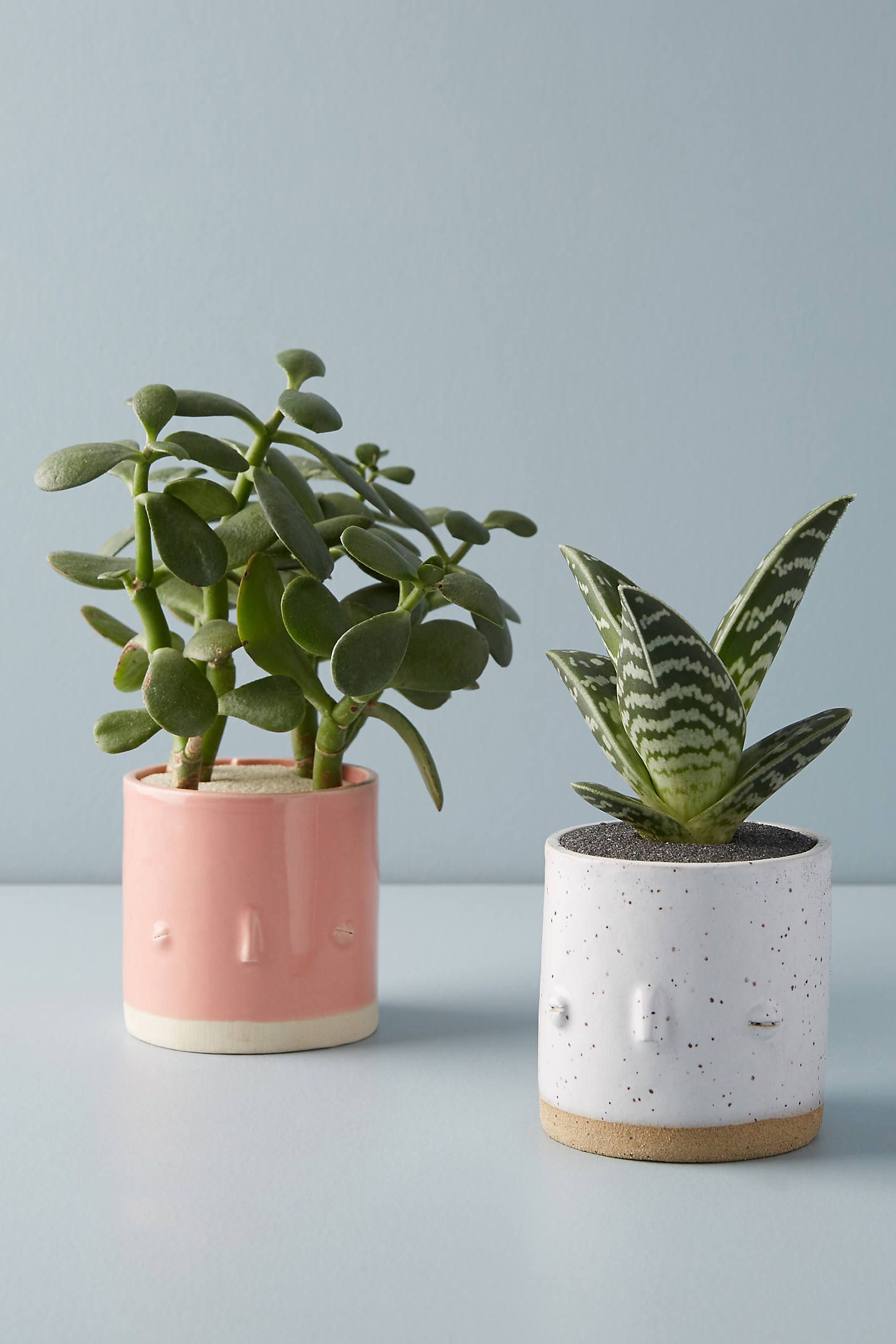 Face Planter | Anthropologie (US)