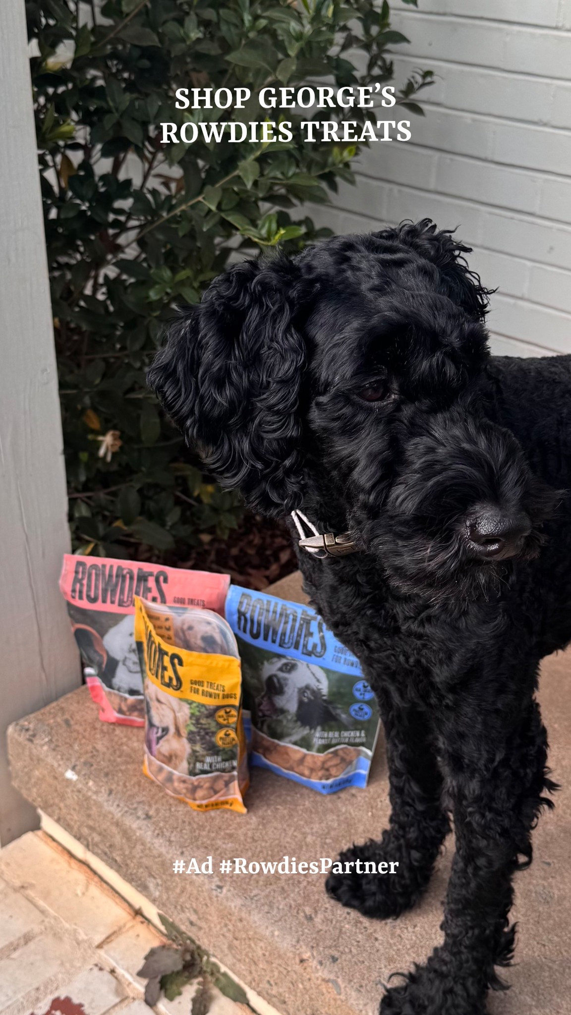 I love my poodle, and I always want to give him the best treats! #Ad #RowdiesDogTreats #TargetPartner #Target #GetRowdy George’s favorite is the chicken with peanut butter. Shop these protein packed treats here or at Target. 

