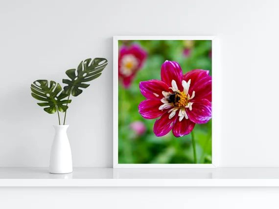 Framed Photograph  Dahlia Flowers and Honeybee  Natural | Etsy | Etsy (US)