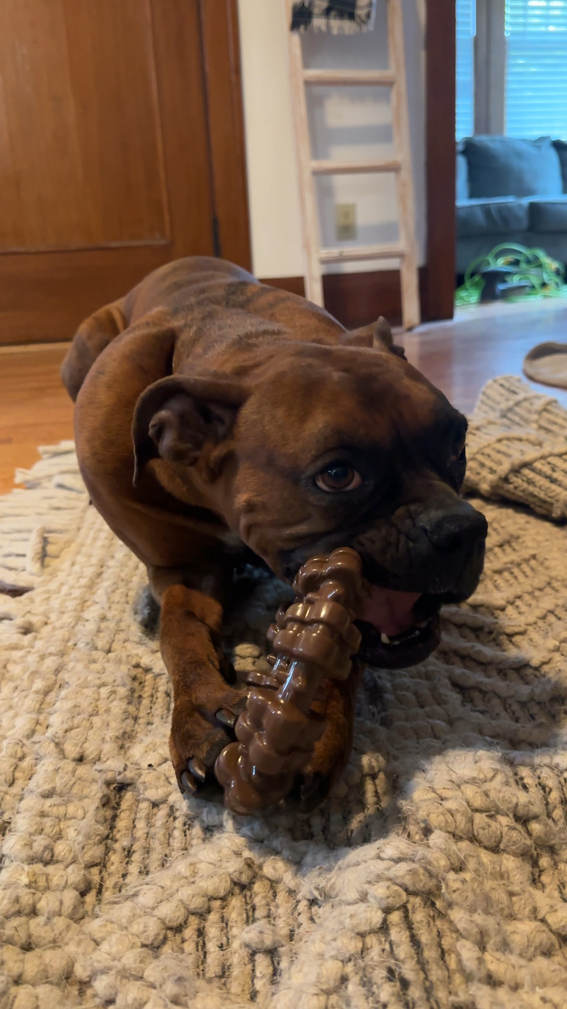 Amazon prime pet week. Dog toy. Indestructible dog toys

#LTKVideo #LTKGiftGuide #LTKfamily