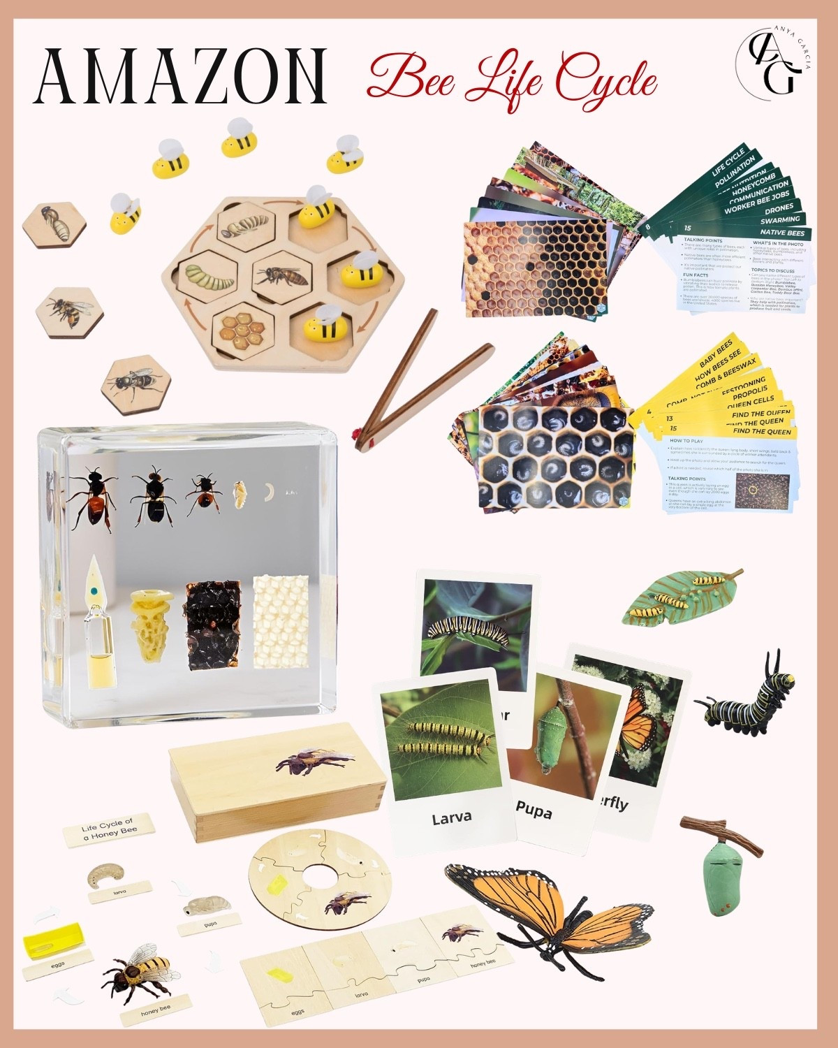 Amazon ~ Bee Life Cycle
