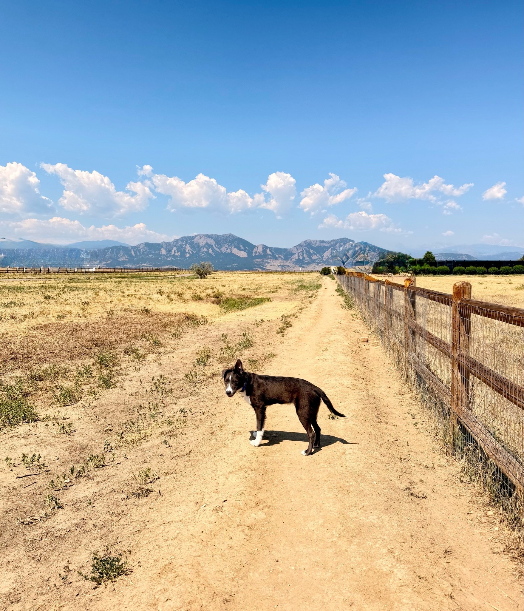 All of our favorite things for a trip to the off leash dog park! 🐾🏔️

#LTKdayinmylife #LTKootd #LTKActive