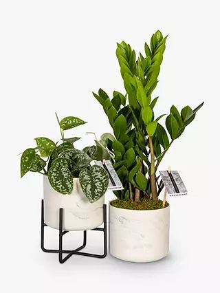 The Little Botanical Pothos & Zamio Marble Planters | John Lewis (UK)