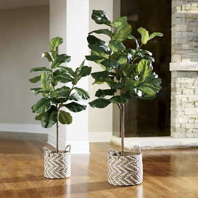 Fiddle Leaf Fig Trees | Grandin Road