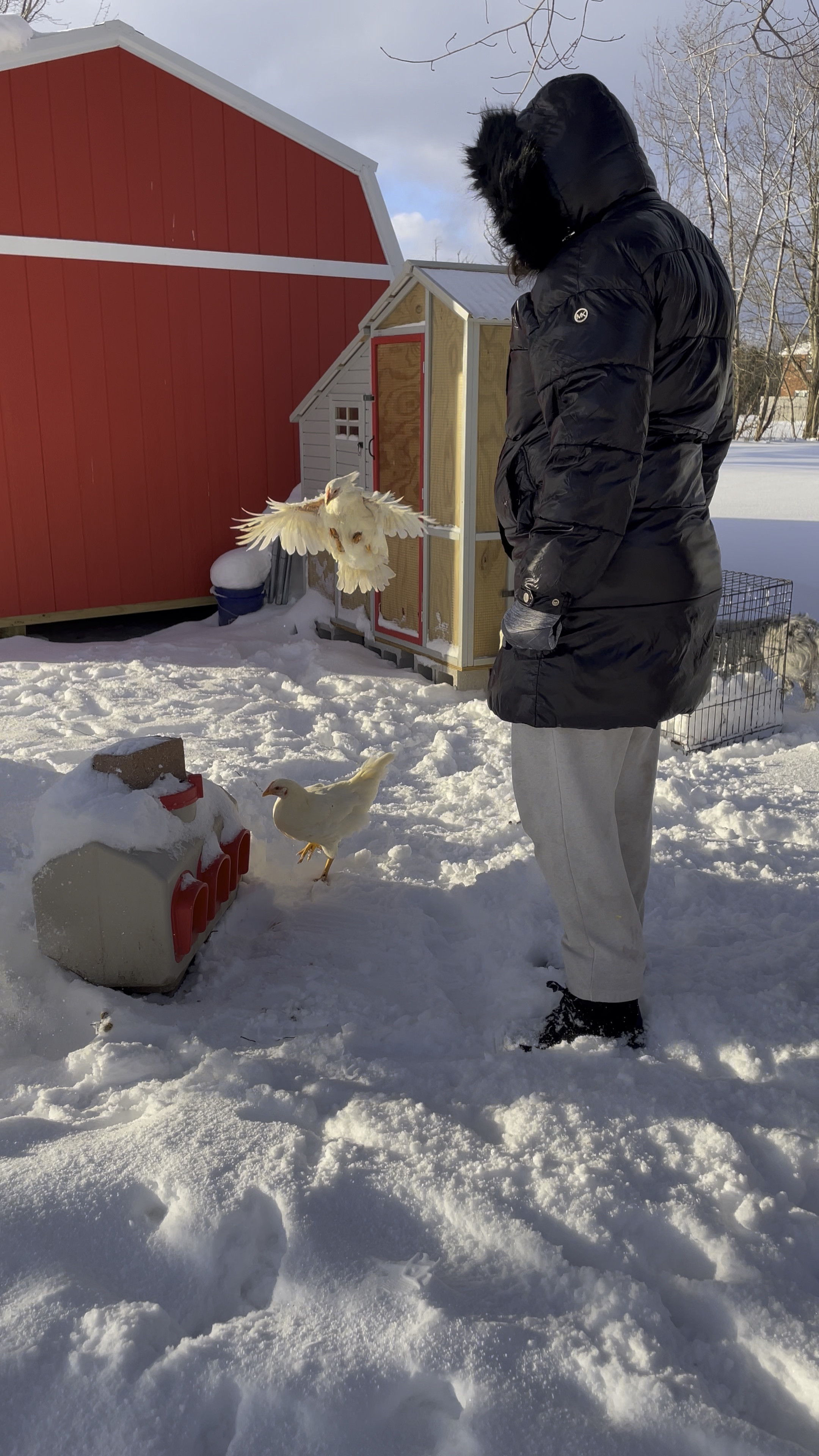 At 6.5 months pregnant I’m still caring for our chickens in these conditions. Staying warm is so important! Here are my favorite everyday items to stay warm.  #chickens #chickenowner #backyardchickens #homestead #farm #backyardfarm #chickencoop #chickensinwinter 

#LTKBump #LTKHome #LTKSeasonal