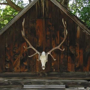 Faux Elk European Mount - Etsy | Etsy (US)