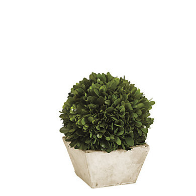 Preserved Boxwood Topiary Dried Potted Tree | Ballard Designs, Inc.