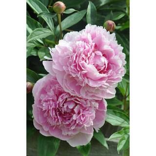 BELL NURSERY 2 Gal. Sarah Bernhardt Peony (Paeonia) Live Shrub with Pastel Pink Double Blooms PEO... | The Home Depot