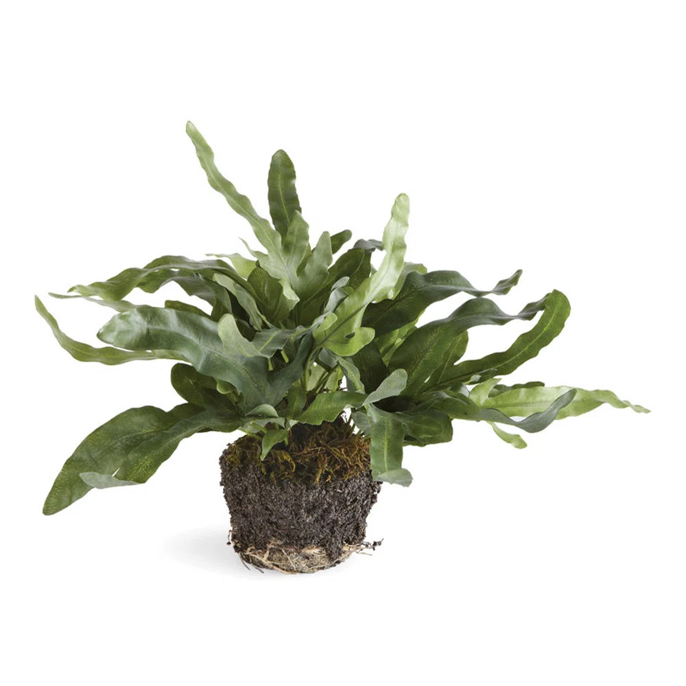 Echeveria Fern Drop-In Faux Plant (Set of 3) | Perigold